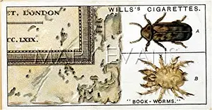 Mite: BOOK-WORMS