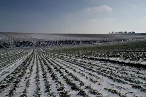 Msfb16: Boom Ravine, Somme