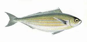 Bream: Boops boops, or Bogue