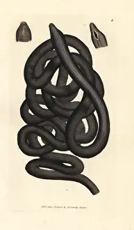 Bootlace: Bootlace worm, Lineus longissimus