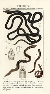Bootlace: Bootlace worm, proboscis worm, ribbon worm