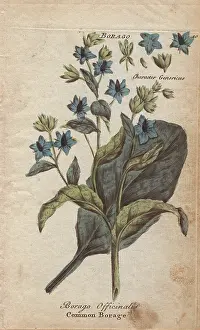 Herbalist: Borage, Borago officinalis