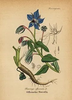Borage: Borage, Borago officinalis