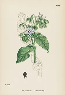 Borage: BORAGO OFFICINALIS