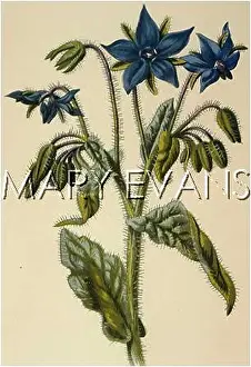 Borage: BORAGO OFFICINALIS