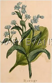 Borage: BORAGO OFFICINALIS