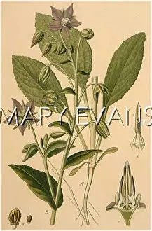 Borage: BORAGO OFFICINALIS