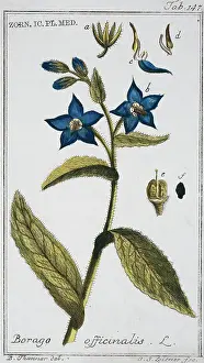 Officinalis: Borago officinalis, borage