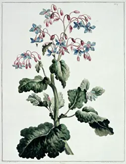 Officinalis: Borago officinalis, borage