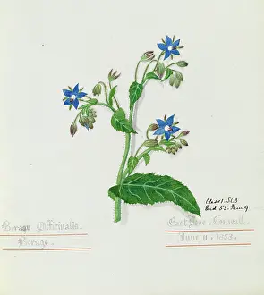 Eudicot: Borago officinalis, borage
