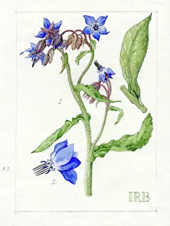 Bentham: Borago officinalis - borage or starflower