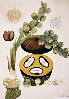 Arecaceae: Borassus flabellifer, wine palm