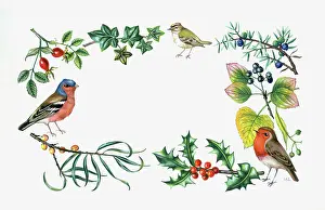 Goldcrest: Border of Birds, Berries and Foliage