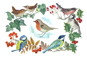 Wrens: Border of birds and berries with robin in centre