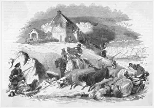 Reivers: BORDER CATTLE RAID