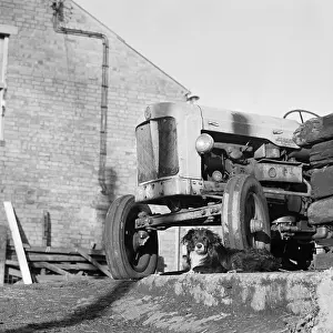 Fordson: Border Collie