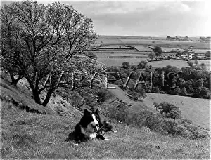 Fells: BORDER COLLIE SHEEPDOG