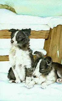 Collies: Two Border Collies by a fence in the snow