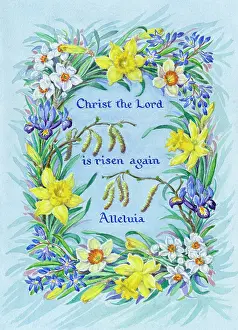 Risen: Border of daffodils, narcissi, chionodoxa, iris etc