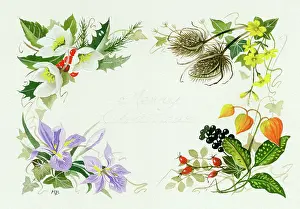 Teasel: Border design with Christmas roses etc