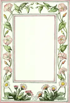 Convolvulus: Border design of daisies and convolvulus