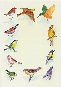 Linnet: Border design of various birds