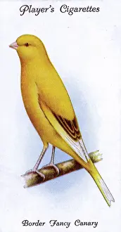 Canaries: Border Fancy Canary