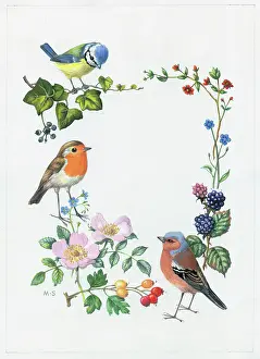 Blackberries: Border of Flowers with blue tit, robin, chaffinch