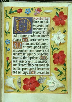 Carnations: Border of Lilies and Carnations