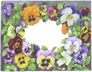 Norma: Border of pansies