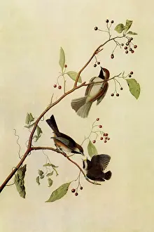 Boreal: Boreal Chickadees