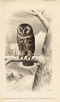 Dorbigny: Boreal owl, Aegolius funereus