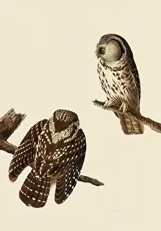 Perches: Boreal Owls