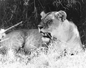Ad Lib Studios: BORED LIONESS