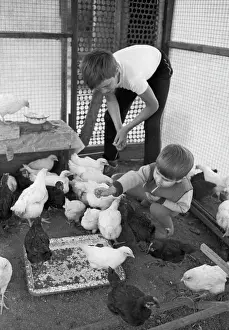 Chickens: Borets collective farm