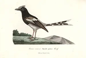 Complements: Bornean forktail, Enicurus borneensis