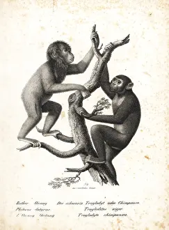 Troglodytes: Bornean orangutan and chimpanzee, both endangered