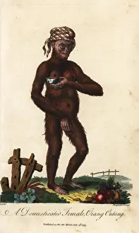 Sibly: Bornean orangutan, Pongo pygmaeus, female. Endangered