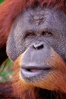 Reddish: Bornean Orangutan Pongo Pygmaeus Close-Up
