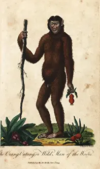 Sibly: Bornean orangutan, Pongo pygmaeus. Endangered