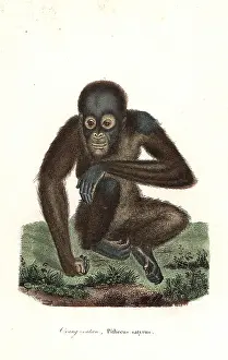 Complements: Bornean orangutan, Pongo pygmaeus. Endangered