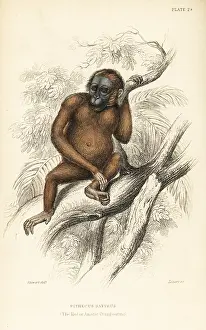 Jardines: Bornean orangutan, Pongo pygmaeus. Endangered