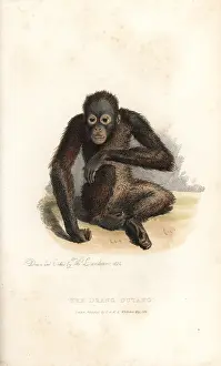 Pygmaeus: Bornean orangutan, Pongo pygmaeus. Endangered