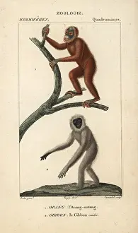 Gibbon: Bornean orangutan, Pongo pygmaeus (endangered)