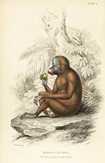 Lizars: Bornean orangutan, Pongo pygmaeus. Endangered