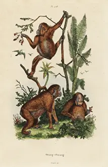 Pygmaeus: Bornean orangutans, Pongo pygmaeus. Critically endangered