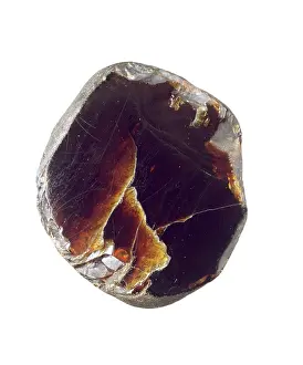 Cola: Borneo amber