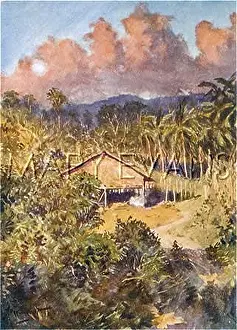 Sulu: BORNEO/COCONUT PLANTATIO