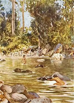 Buffaloes: BORNEO/RIVER SCENE 1913