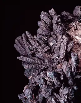 Galliformes: Bornite